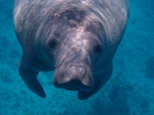 Manatees and other wildlife are abundant in High Springs, Florida. Here a manatee is pictured underwater.
